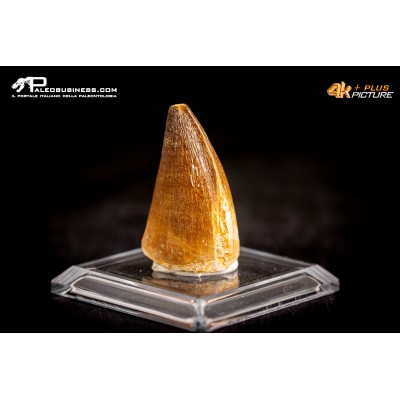 Dente fossile di Mosasaurus sp.