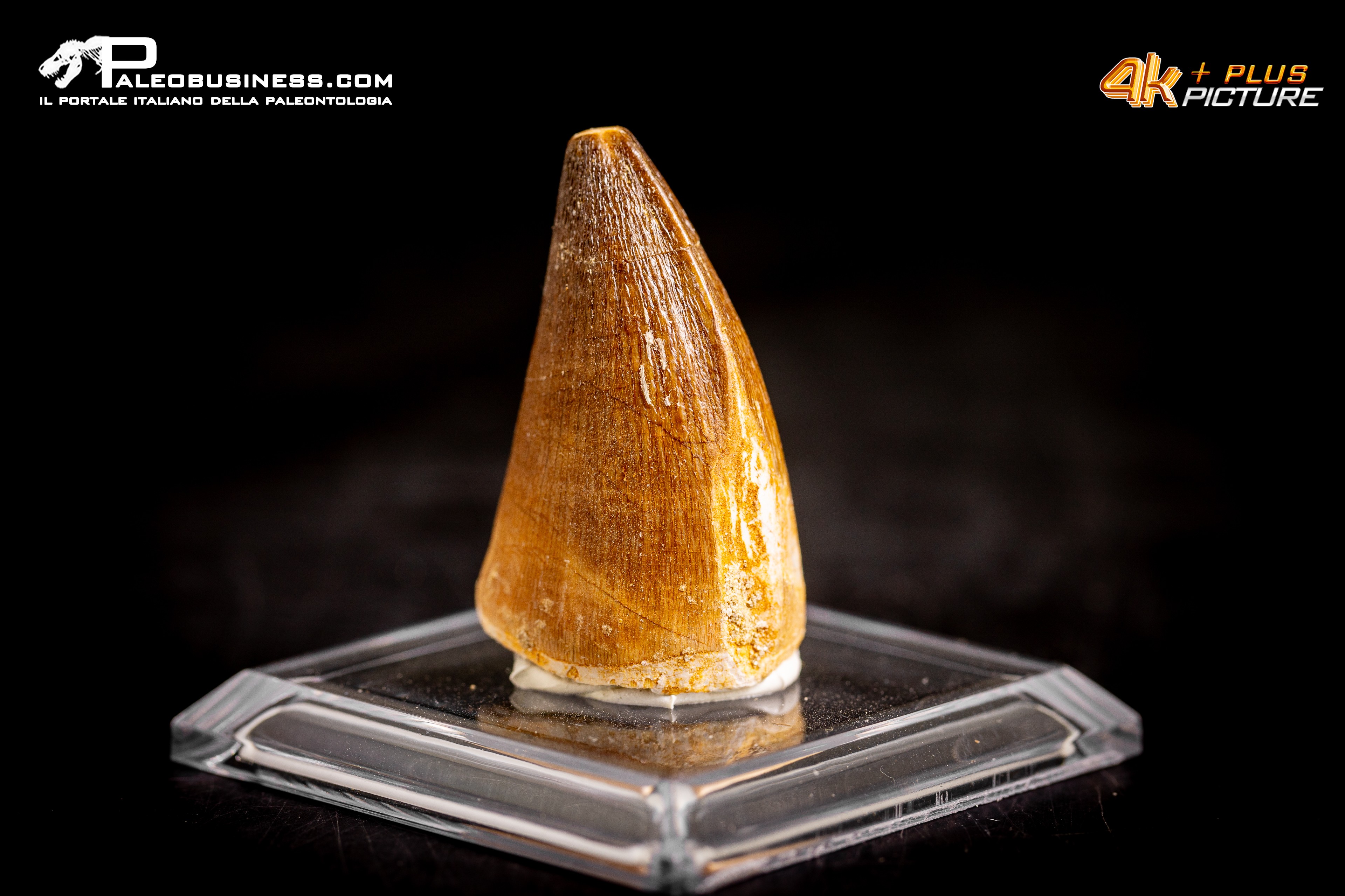 Dente fossile di Mosasaurus sp.