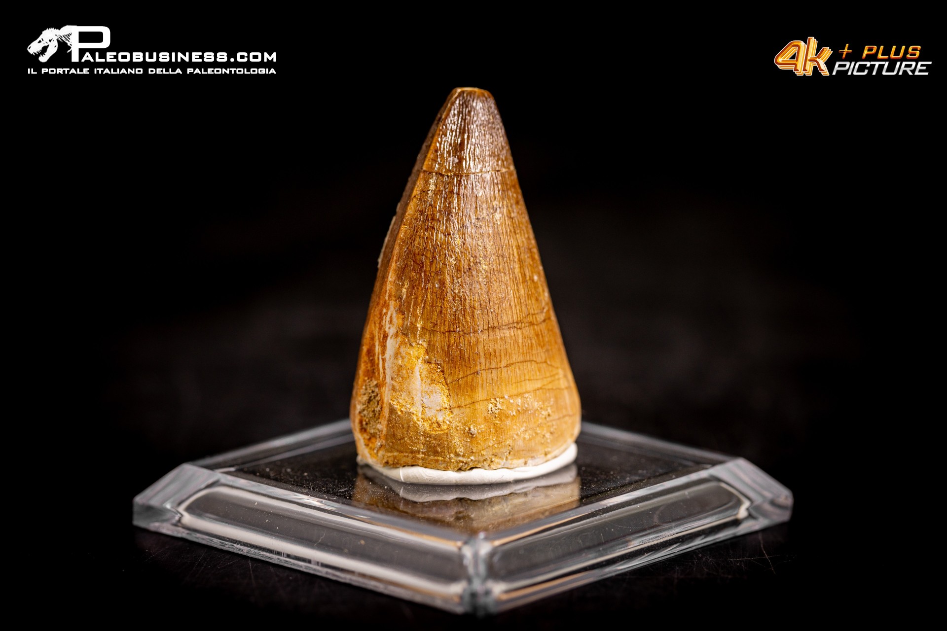 Dente fossile di Mosasaurus sp.