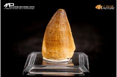 Dente fossile di Mosasaurus sp.