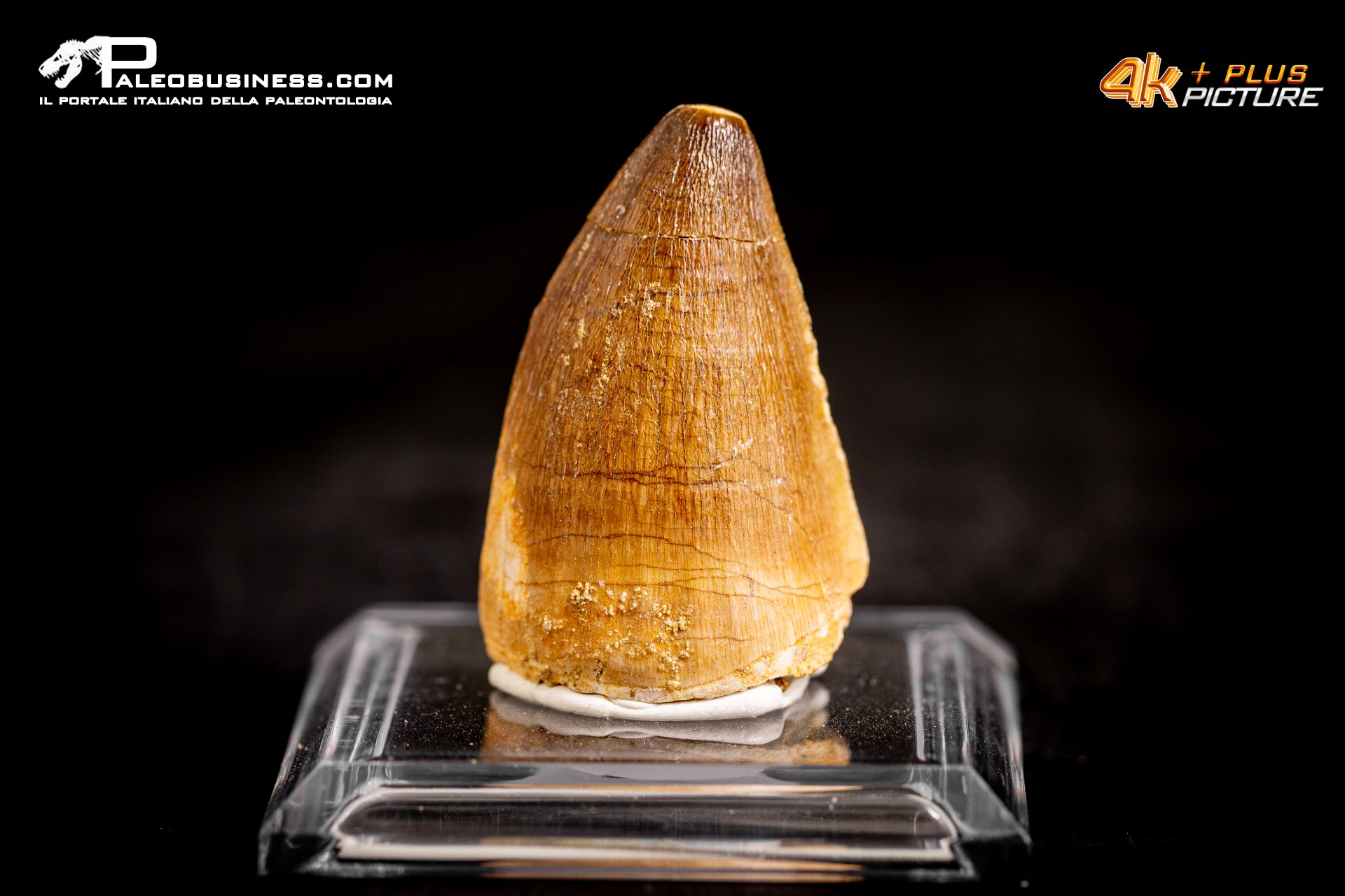 Dente fossile di Mosasaurus sp.