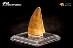 Dente fossile di Mosasaurus sp.