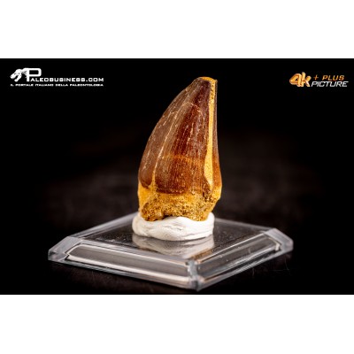 Dente fossile di Mosasaurus sp.