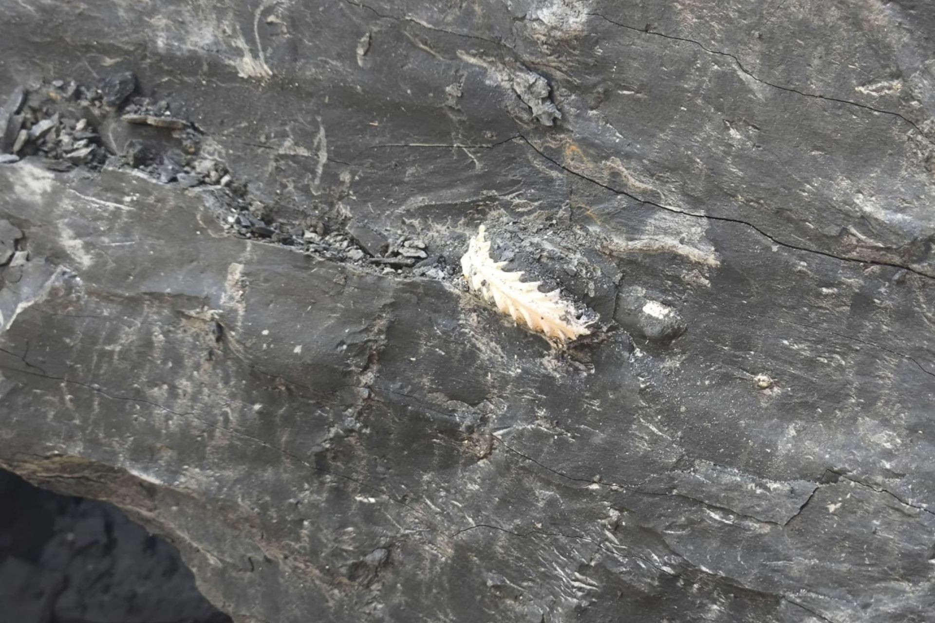 Workshop di preparazione paleontologica: tecniche, strumenti e conservazione 22-05-26