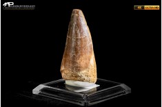 Dente fossile di Mosasaurus sp.