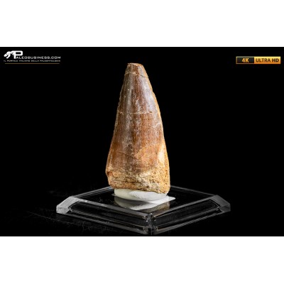 Dente fossile di Mosasaurus sp.