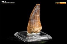Dente fossile di Mosasaurus sp.
