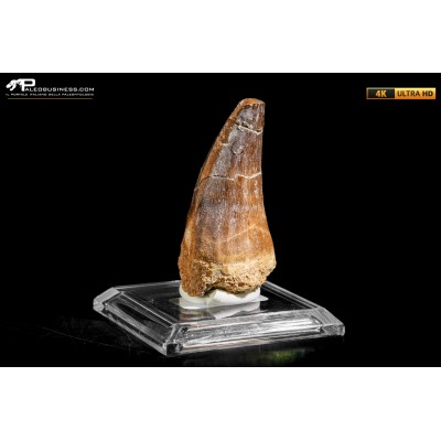 Dente fossile di Mosasaurus sp.