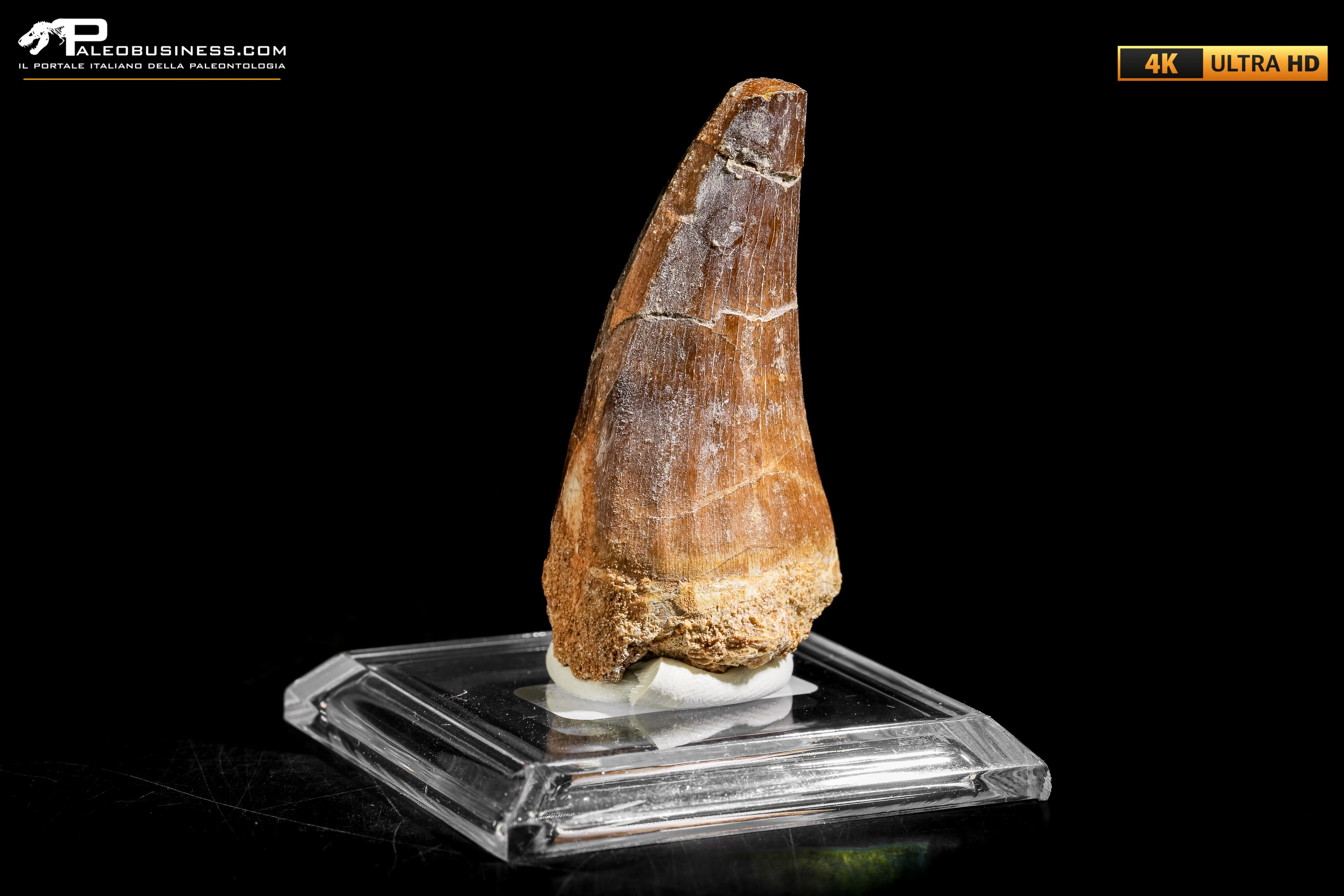 Dente fossile di Mosasaurus sp.