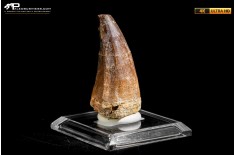 Dente fossile di Mosasaurus sp.
