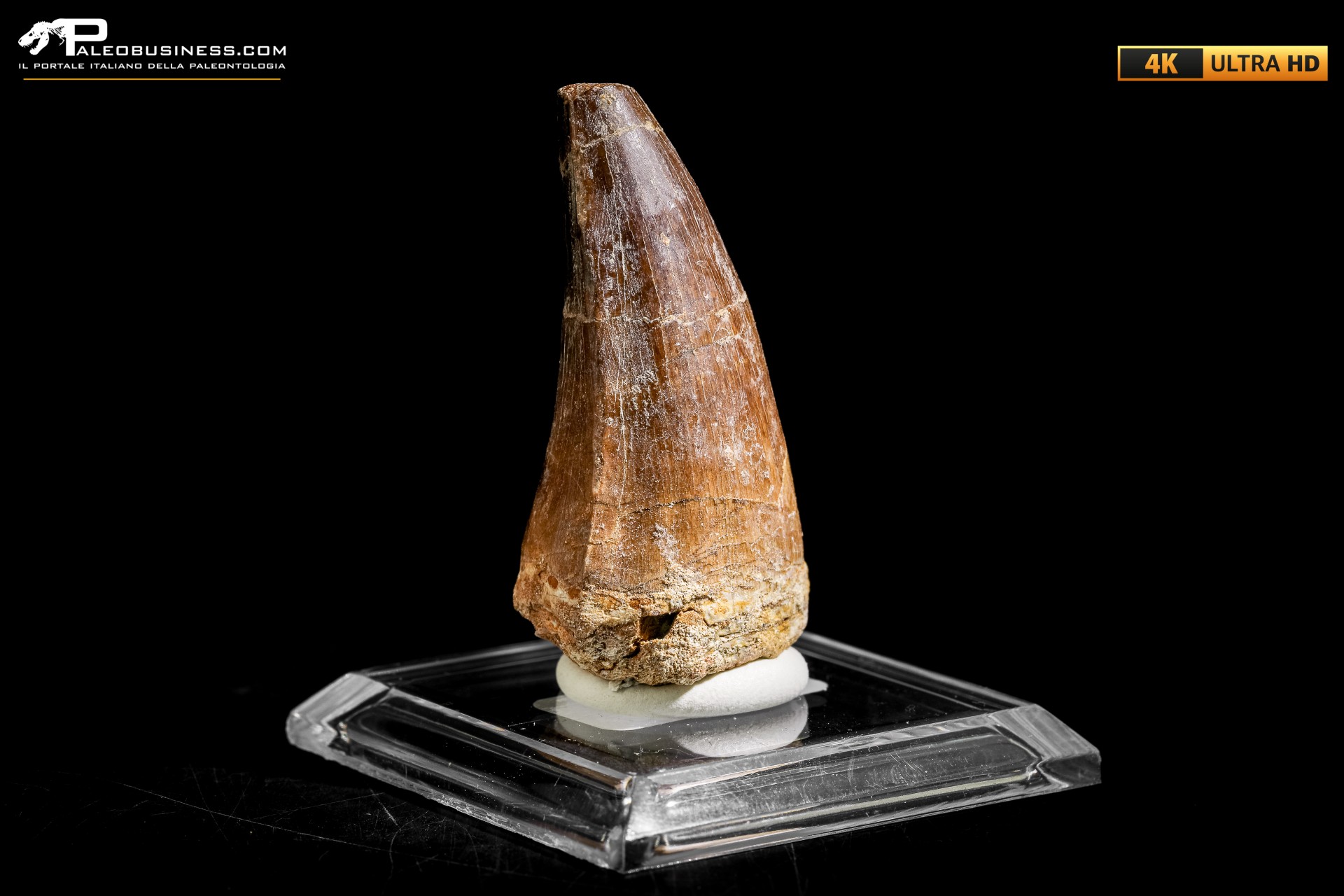 Dente fossile di Mosasaurus sp. Dente fossile di Mosasaurus sp.