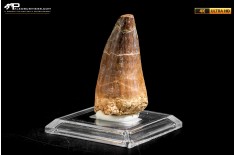 Dente fossile di Mosasaurus sp.
