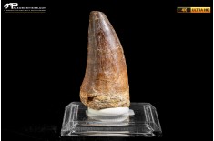 Dente fossile di Mosasaurus sp.