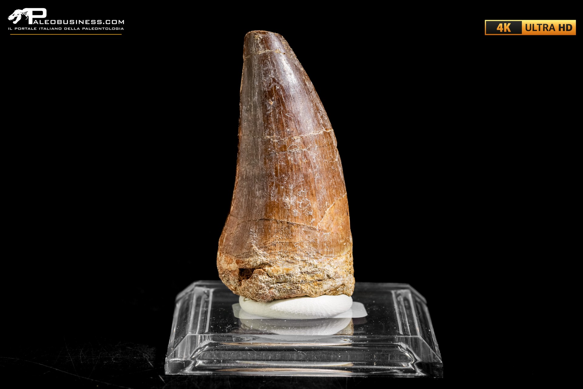 Dente fossile di Mosasaurus sp. Dente fossile di Mosasaurus sp.