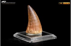 Dente fossile di Mosasaurus sp.