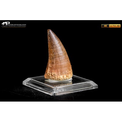 Dente fossile di Mosasaurus sp.