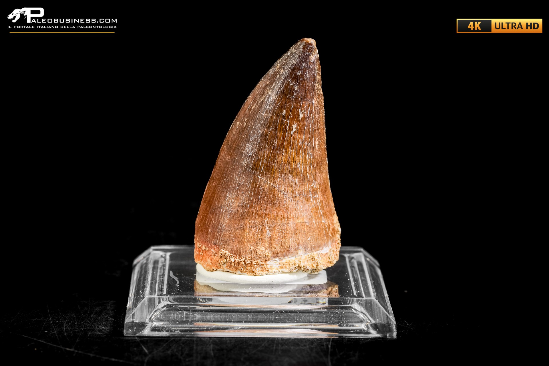 Dente fossile di Mosasaurus sp.