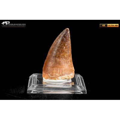 Dente fossile di Mosasaurus sp.