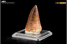 Dente fossile di Mosasaurus sp.