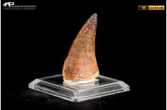 Dente fossile di Mosasaurus sp.