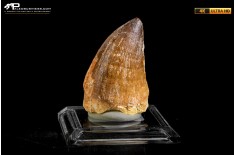 Dente fossile di Mosasaurus sp.