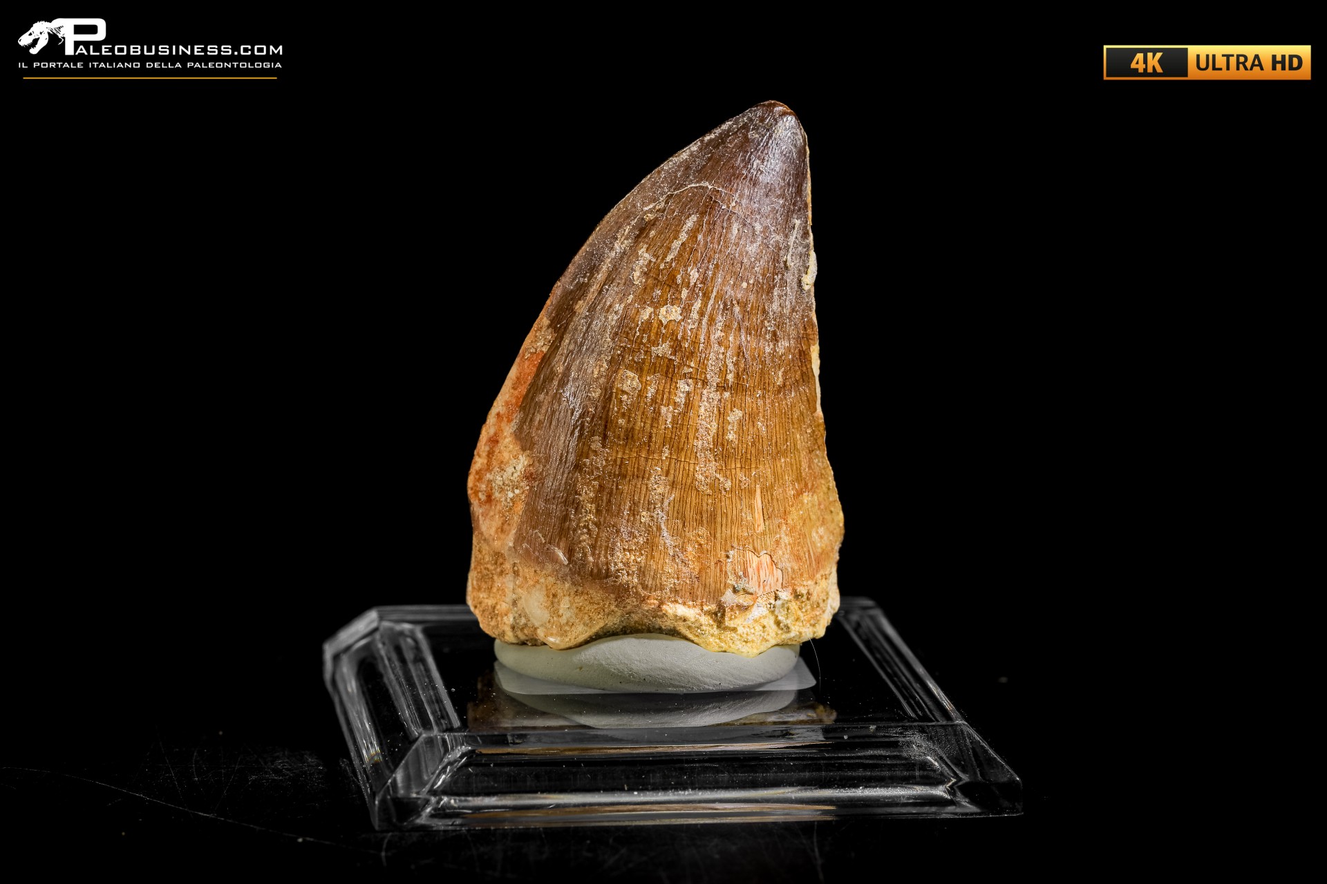 Dente fossile di Mosasaurus sp. Dente fossile di Mosasaurus sp.