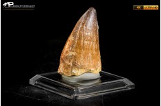Dente fossile di Mosasaurus sp.