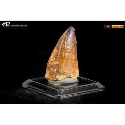 Dente fossile di Mosasaurus sp.