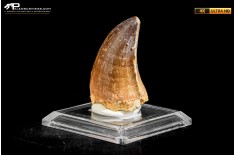 Dente fossile di Mosasaurus sp.