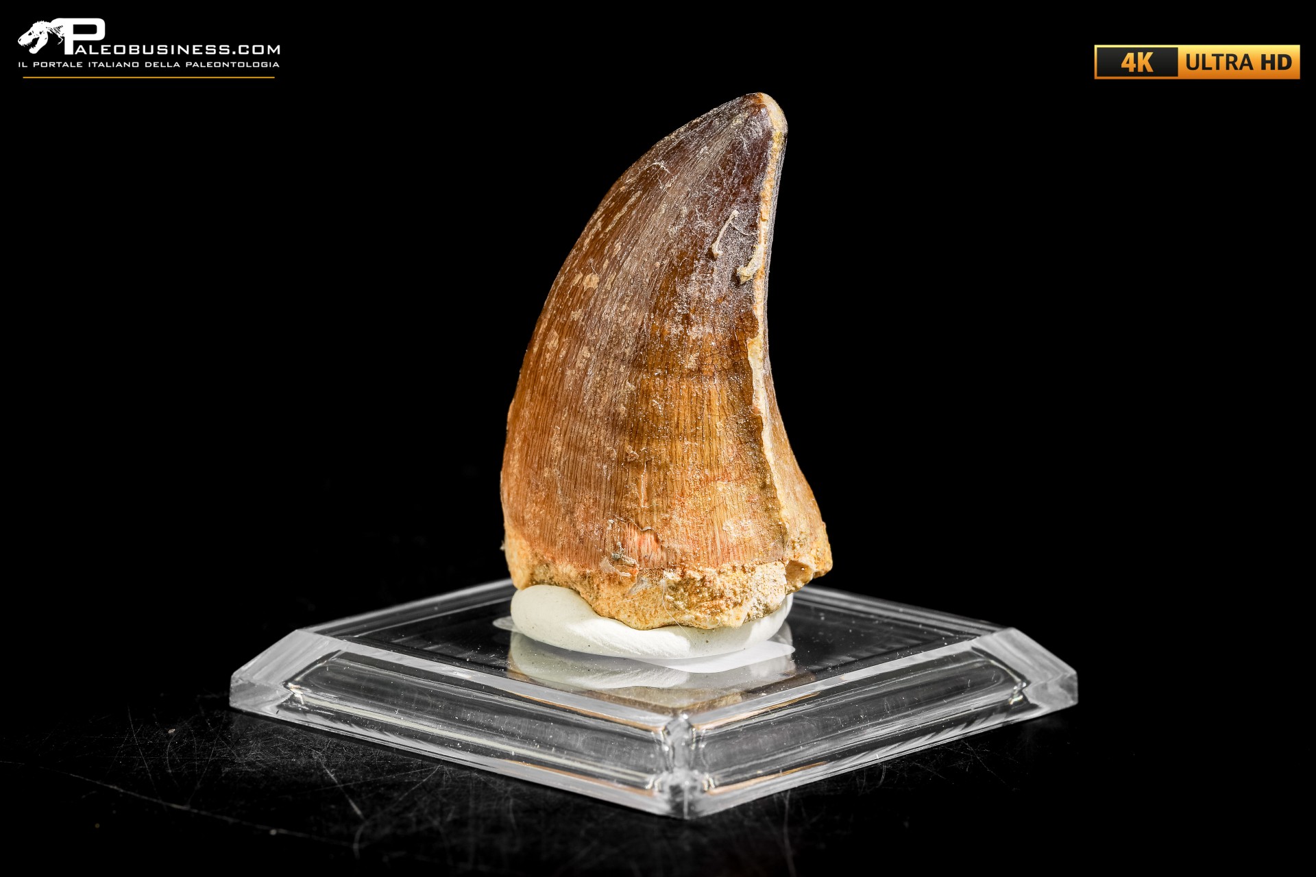 Dente fossile di Mosasaurus sp. Dente fossile di Mosasaurus sp.