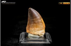 Dente fossile di Mosasaurus sp.