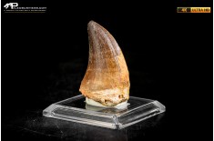 Dente fossile di Mosasaurus sp.
