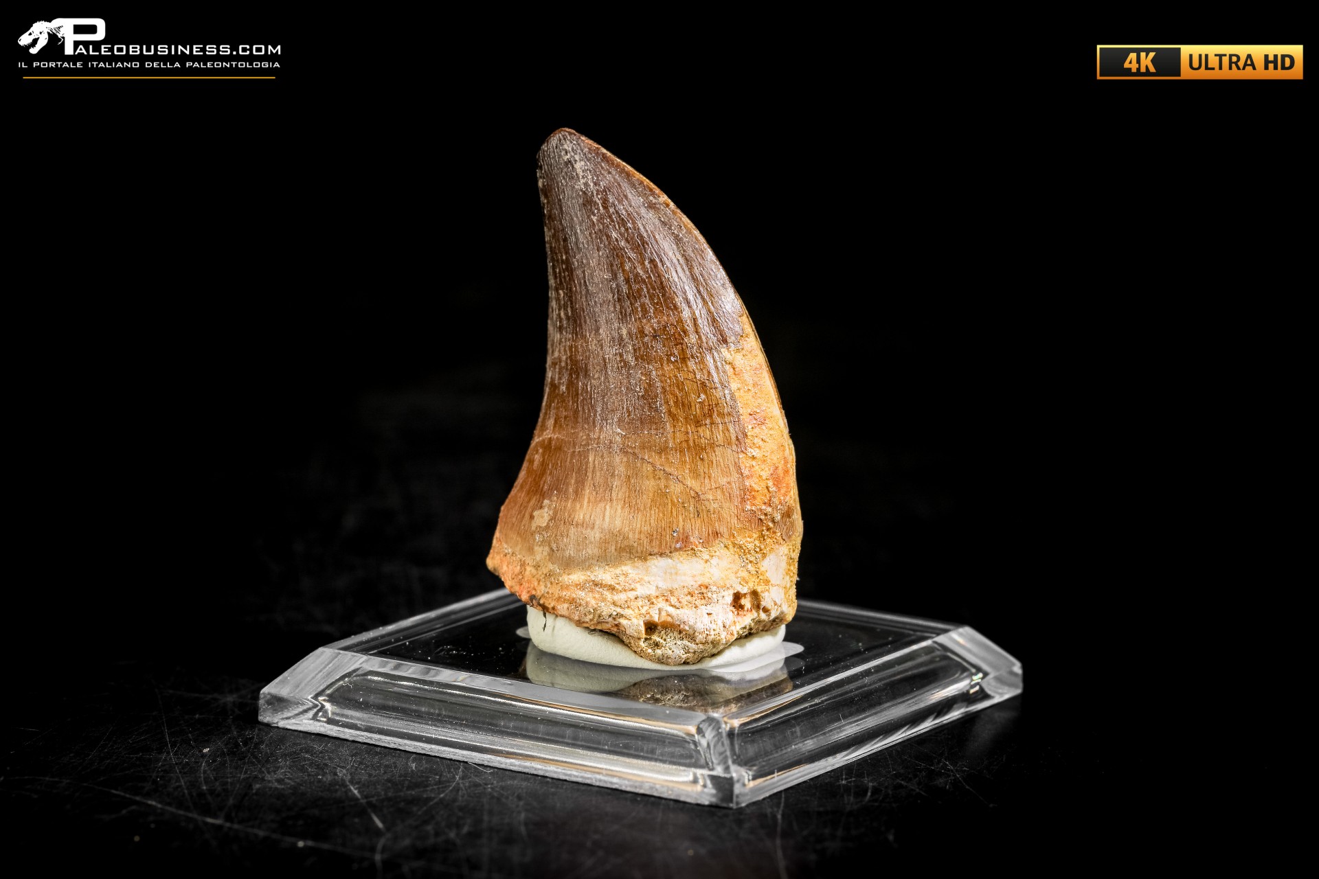 Dente fossile di Mosasaurus sp. Dente fossile di Mosasaurus sp.