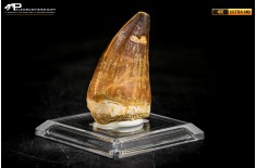 Dente fossile di Mosasaurus sp.