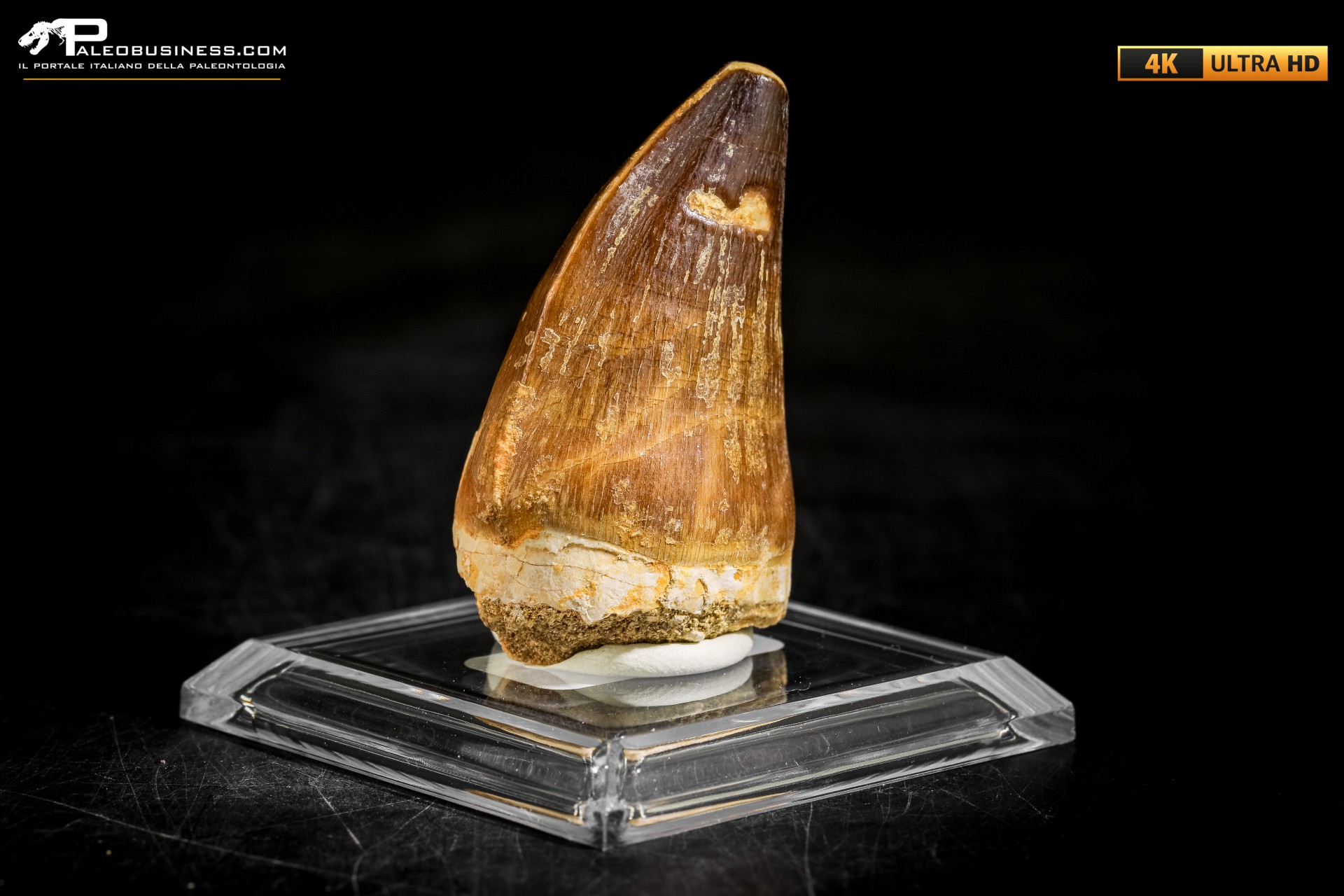 Dente fossile di Mosasaurus sp. Dente fossile di Mosasaurus sp.