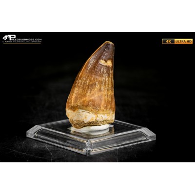 Dente fossile di Mosasaurus sp.