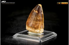 Dente fossile di Mosasaurus sp.