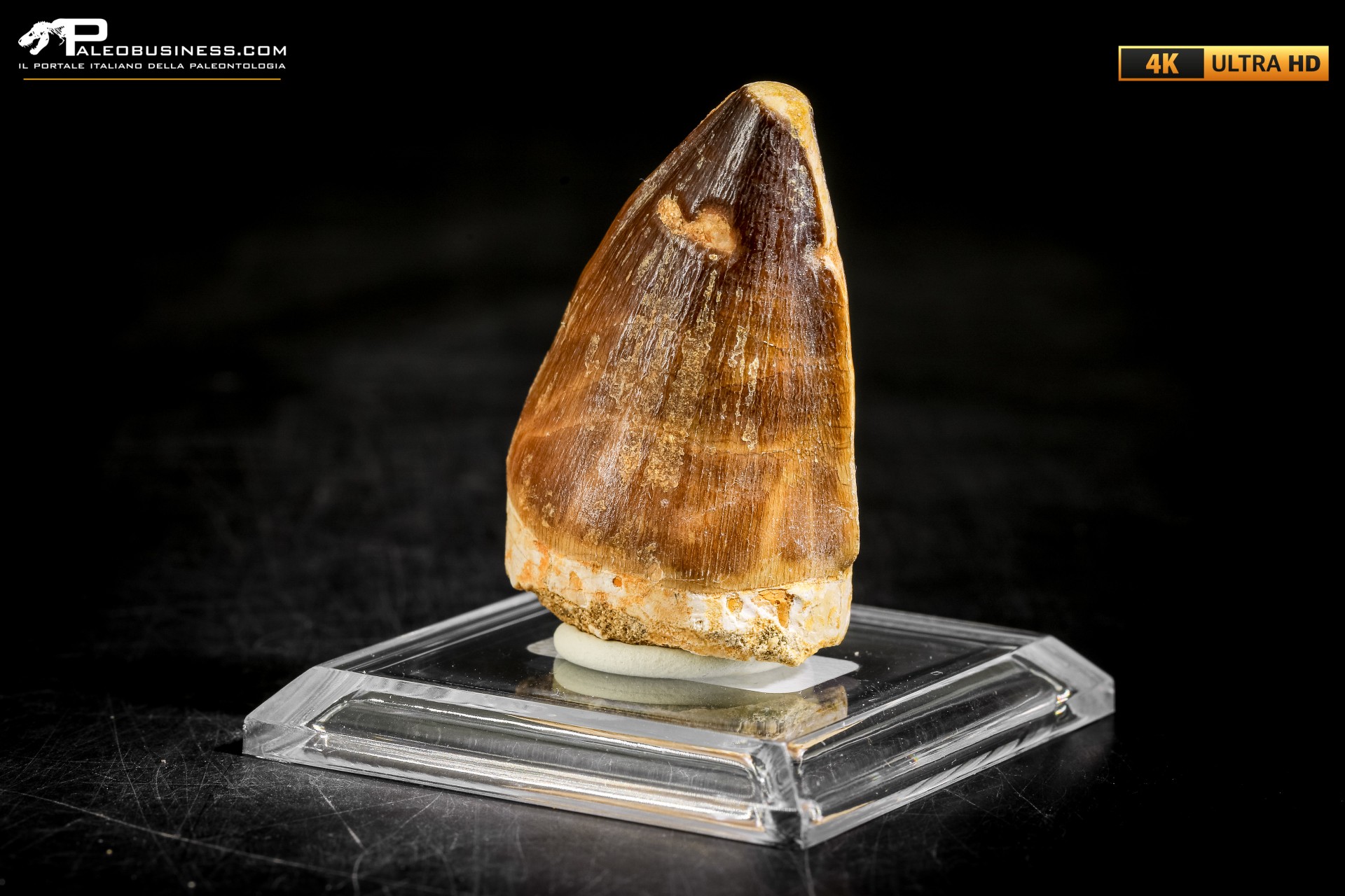 Dente fossile di Mosasaurus sp. Dente fossile di Mosasaurus sp.