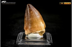 Dente fossile di Mosasaurus sp.