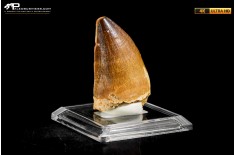 Dente fossile di Mosasaurus sp.