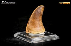 Dente fossile di Mosasaurus sp.