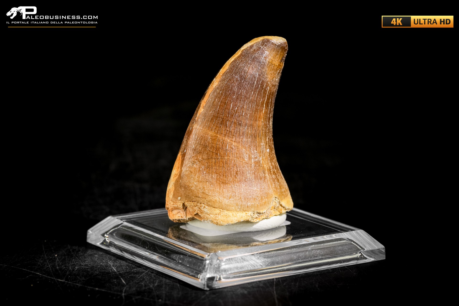 Dente fossile di Mosasaurus sp.