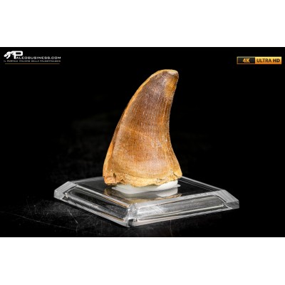 Dente fossile di Mosasaurus sp.