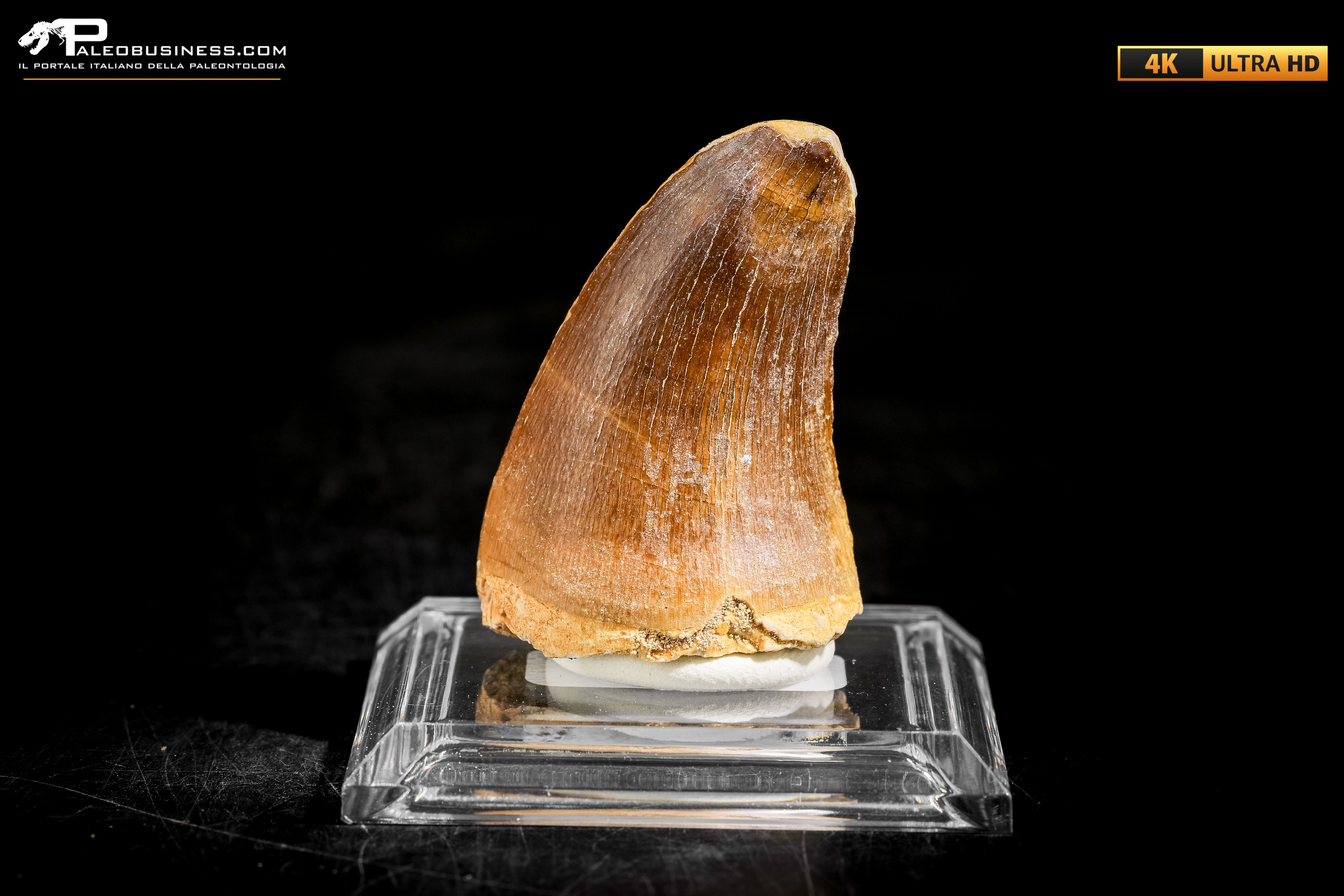 Dente fossile di Mosasaurus sp.