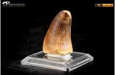 Dente fossile di Mosasaurus sp.