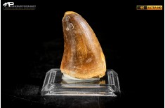 Dente fossile di Mosasaurus sp.