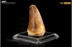Dente fossile di Mosasaurus sp.