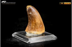 Dente fossile di Mosasaurus sp.