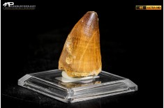 Dente fossile di Mosasaurus sp.
