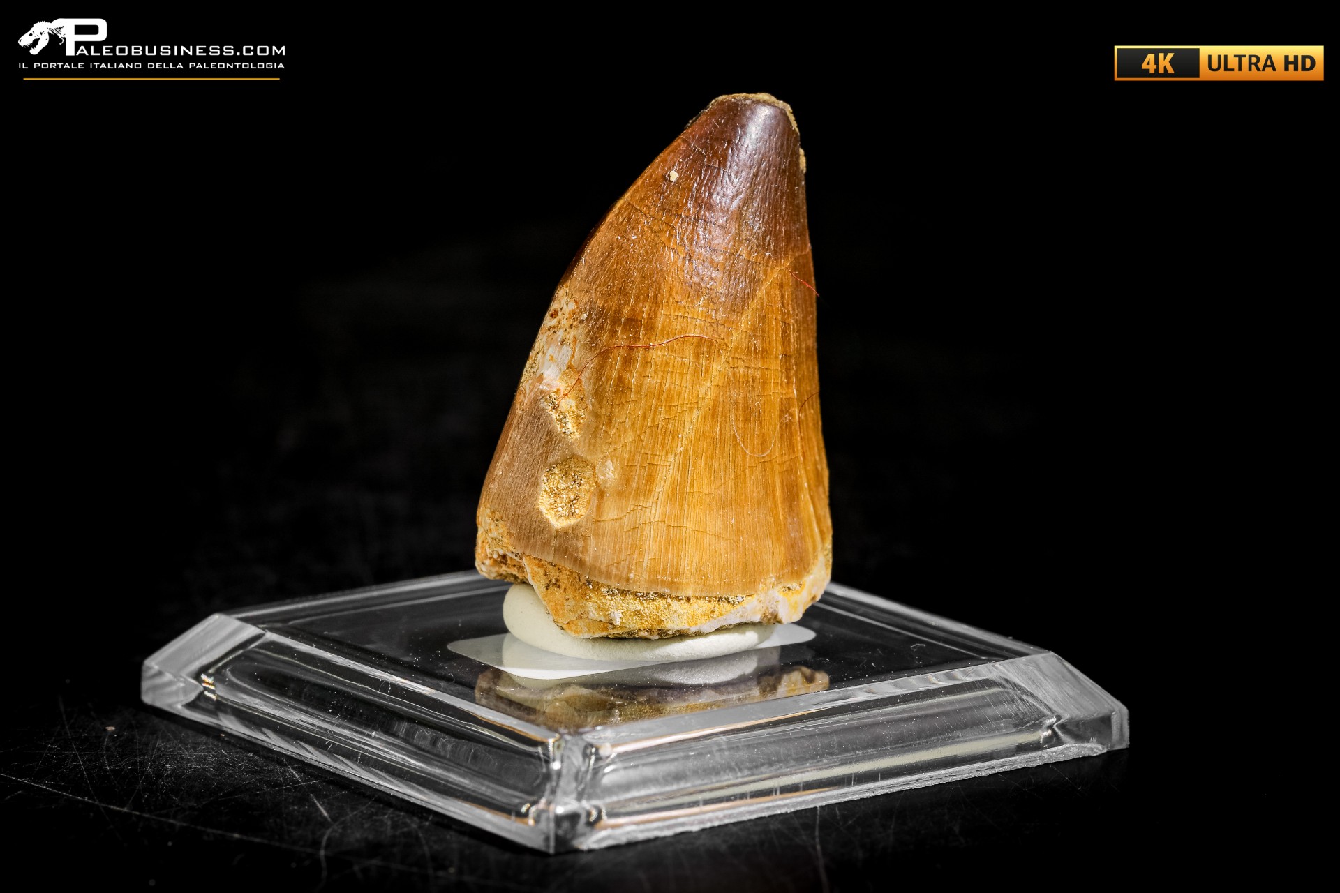 Dente fossile di Mosasaurus sp.